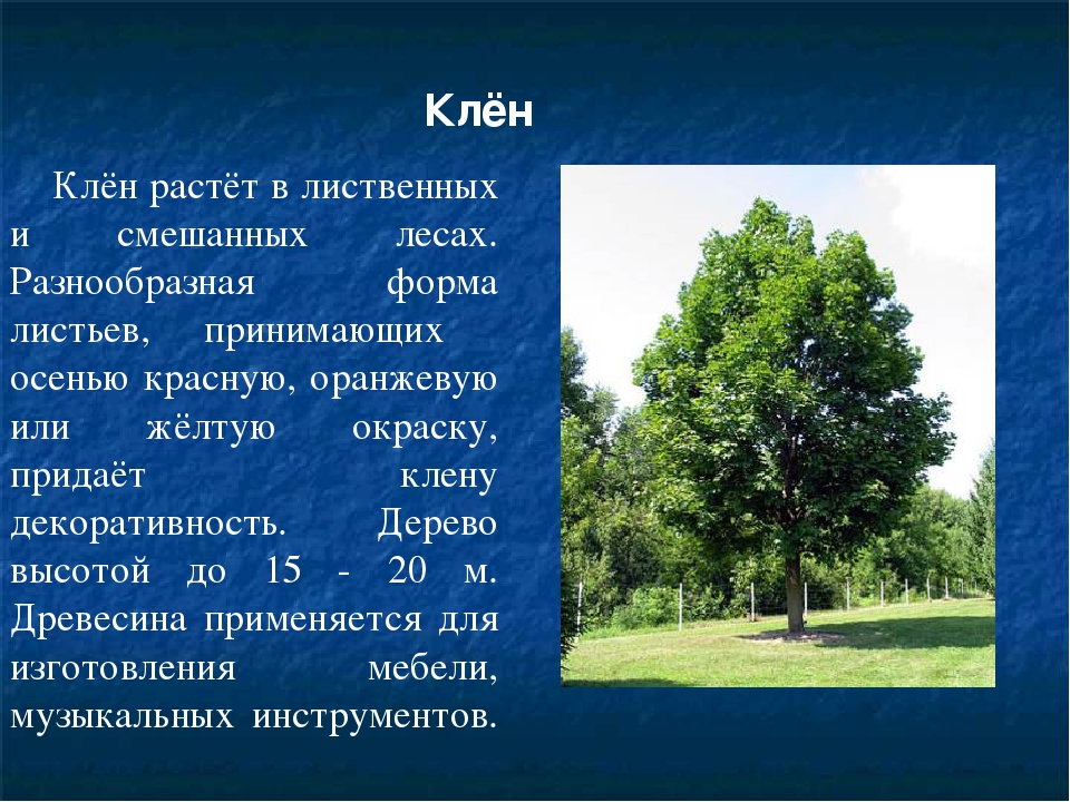 Деревья курской области описание и фото