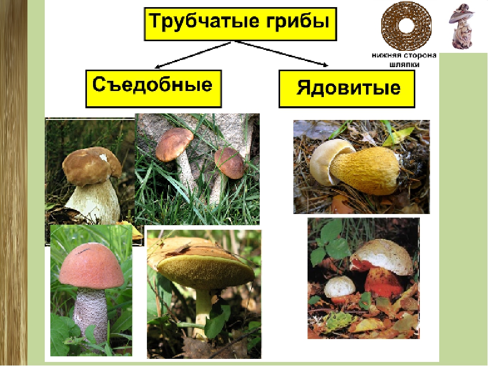 Какие съедобные грибы относятся к трубчатым грибам. Шляпочные пластинчатые грибы несъедобные. Несъедобные трубчатые грибы. Грибы пластинчатые и трубчатые съедобные и ядовитые. Трубчатые ядовитые грибы названия.