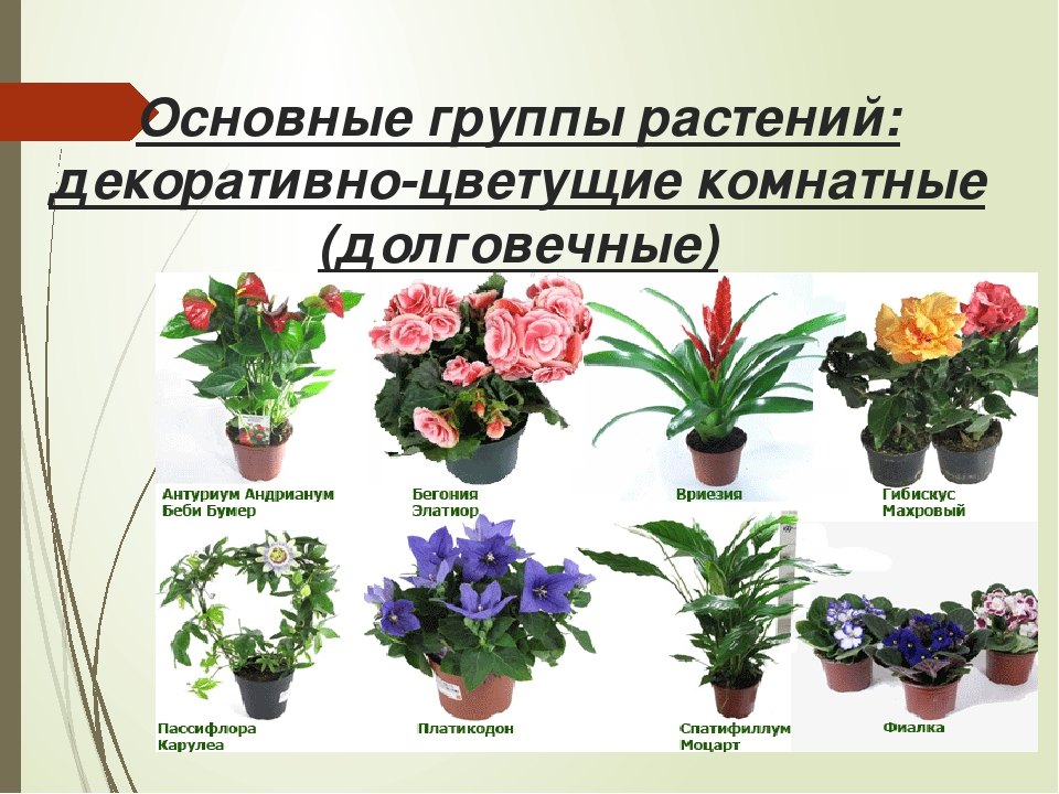 Сообщение на тему декоративные растения