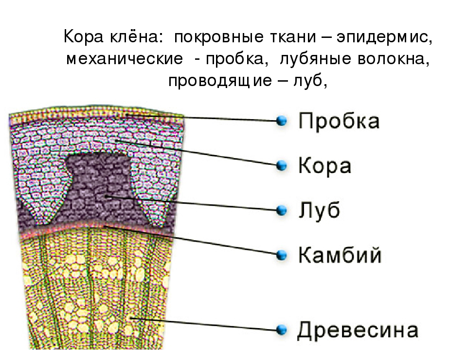 Камбий сосуды устьица древесинные волокна какое понятие