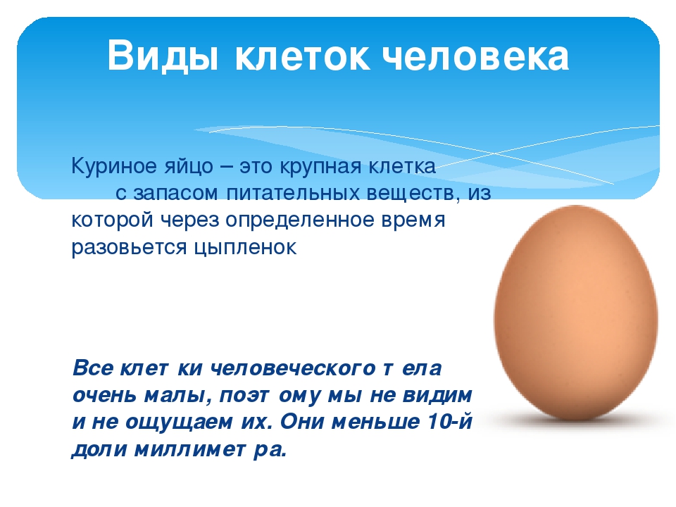 К чему снится собирать во сне яйца. Яйцо это одна клетка. Яйцо куриное. Питательные вещества в курином яйце. Клетка куриного яйца.