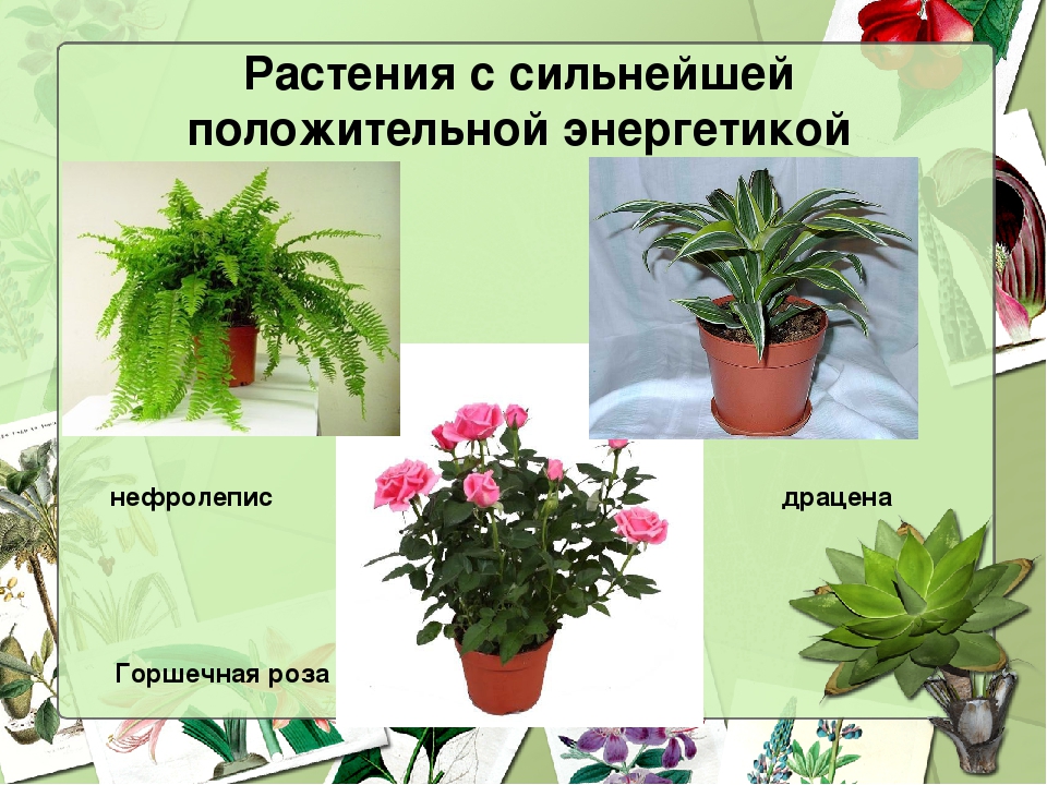 Комнатные цветы полезные для дома и здоровья