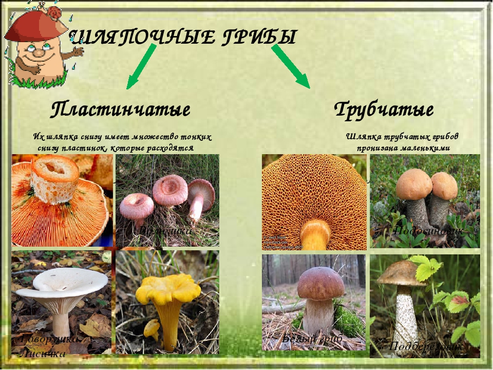 Известные группы грибов