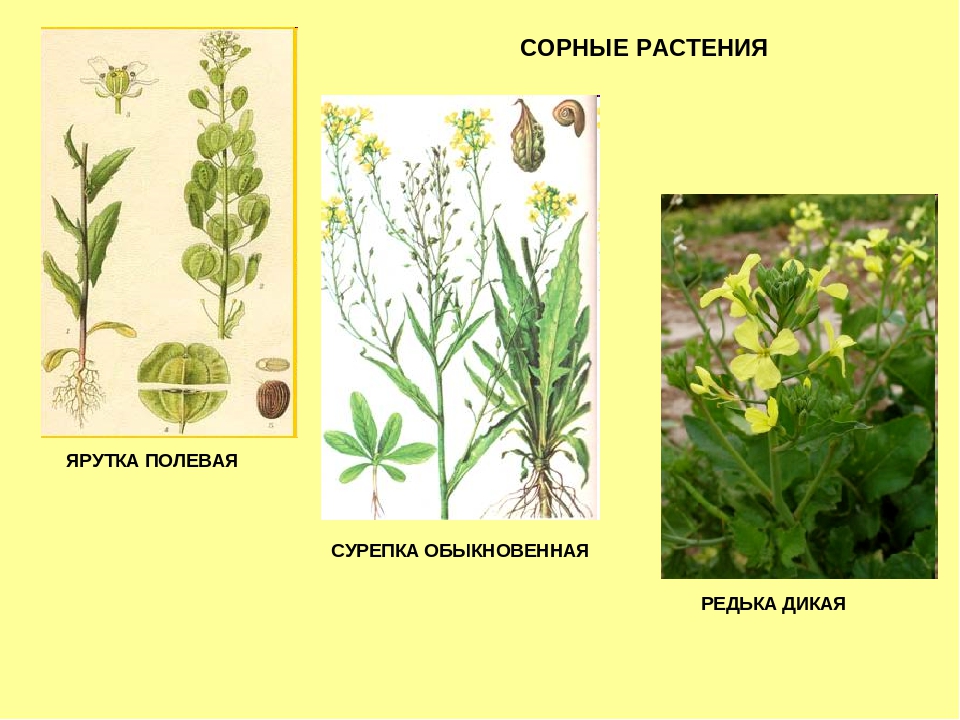 Сорняки на поле фото и название