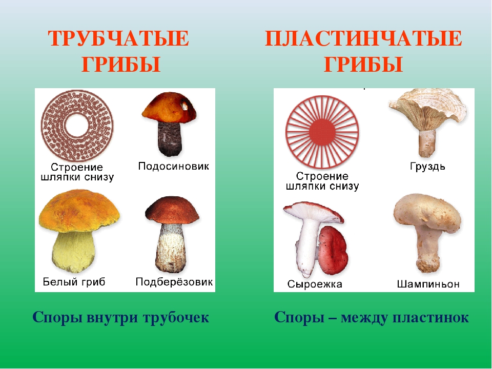 К шляпочным грибам относят. Грибы Шляпочные и трубчатые. Трубчатые и пластинчатые грибы таблица. Шляпочные трубчатые грибы Шляпочные пластинчатые грибы. Шляпочные грибы классификация.