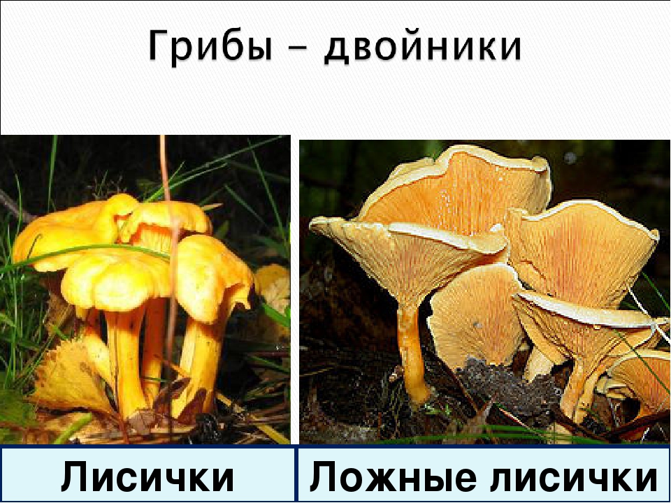 Отличие ложных. Грибы двойники лисички описание. Ядовитый двойник лисички. Грибы двойники лисички. Ложные грибы двойники.