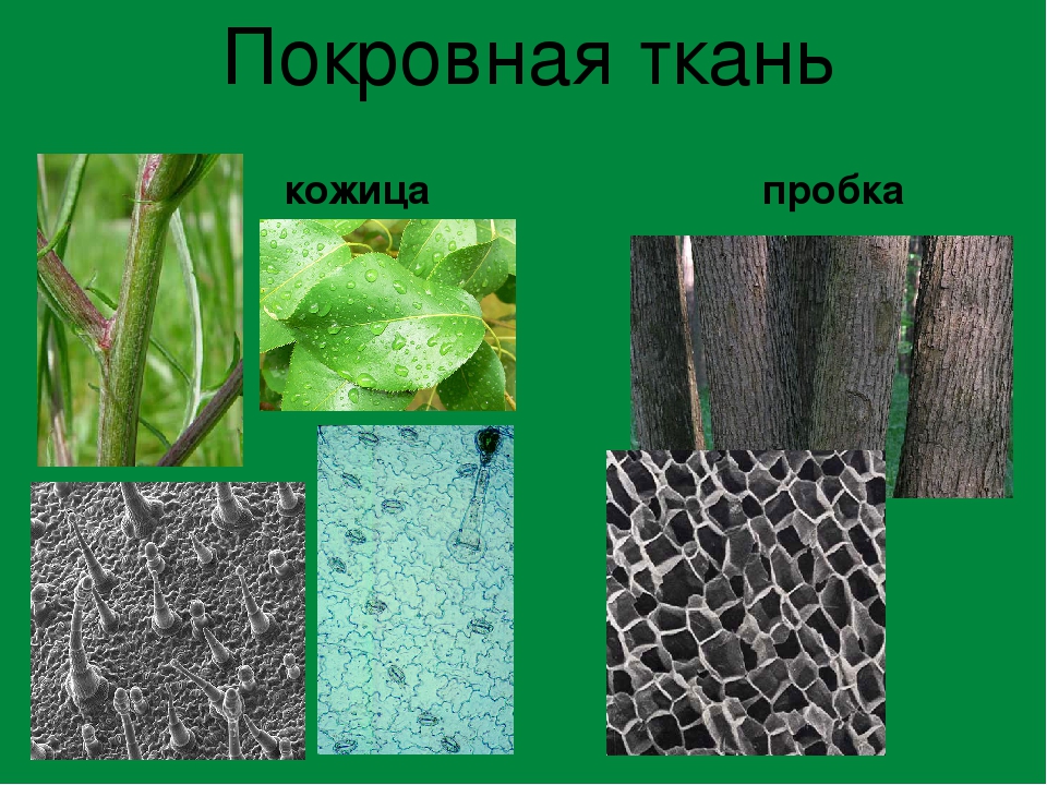 Ткань пробка. Покровная ткань биология 5 класс. Покровная ткань кожица корка. Покровная ткань растений пробка. Покровная ткань это в биологии.