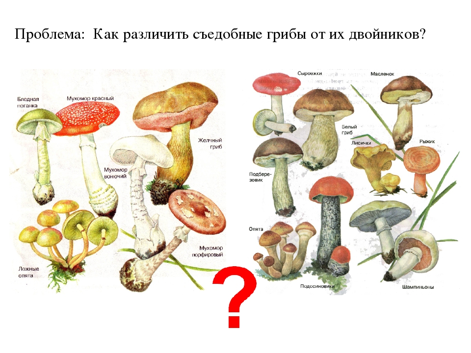 Как отличить грибы. Съедобные ложные и ядовитые грибы. Грибы двойники съедобные и несъедобные. Ложные грибы названия. Съедобные грибы от несъедобных.