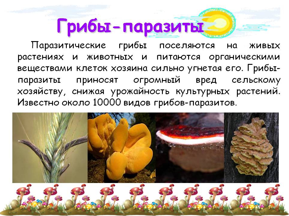 Царство грибов паразитические грибы. Паразитические грибы растений. Грибы паразиты 5 класс биология. Грибы паразиты растений животных человека. Грибы паразиты 7 класс по биологии