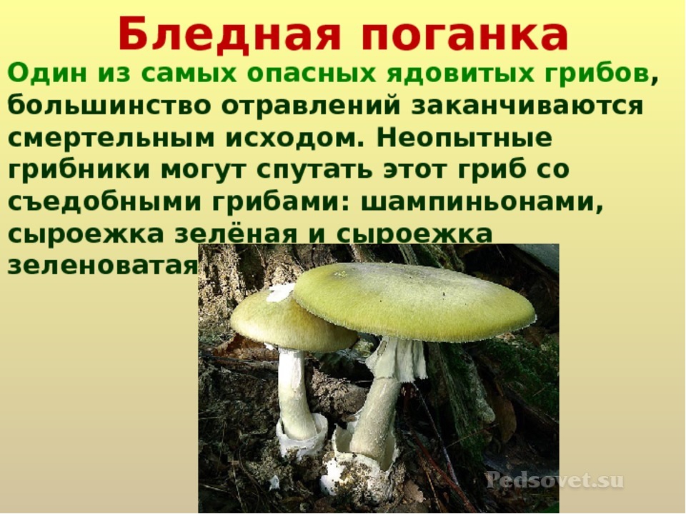 Подготовить сообщение о любых ядовитых грибах. Бледная поганка зеленая. Опасный гриб бледная поганка. Сообщение опасный гриб бледная поганка. Проект ядовитые грибы бледная поганка.