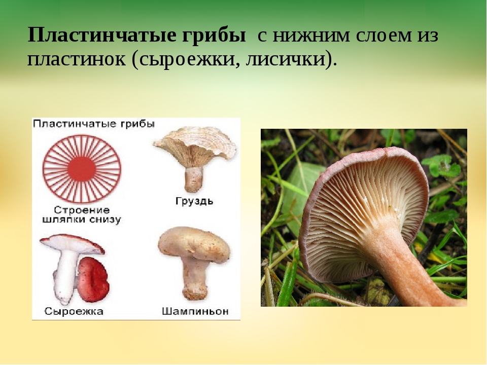 Чем трубчатые грибы отличаются от пластинчатых. Шляпочные пластинчатые грибы съедобные. Поганка трубчатый или пластинчатый гриб. Шляпочные грибы трубчатые и пластинчатые. Сыроежка трубчатый или пластинчатый гриб.