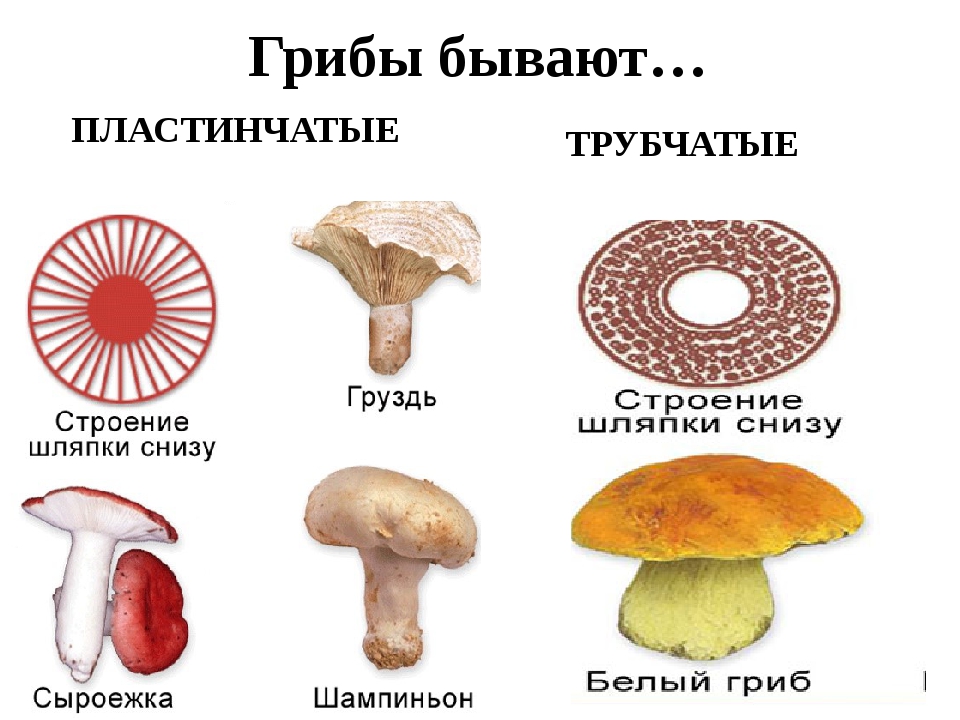 Чем трубчатые грибы отличаются от пластинчатых. Шляпочные грибы трубчатые и пластинчатые. Трубчатые грибы 2) пластинчатые грибы. Шляпочные пластинчатые грибы съедобные. Шляпочные грибы пластинчатые и губчатые.