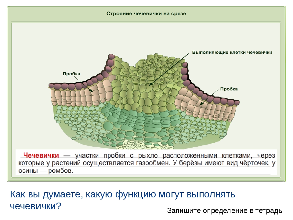 Пробка биология. Строение чечевичек у растений. Строение чечевички бузины. Чечевички строение и функции. Чечевичка строение и функции стебля.