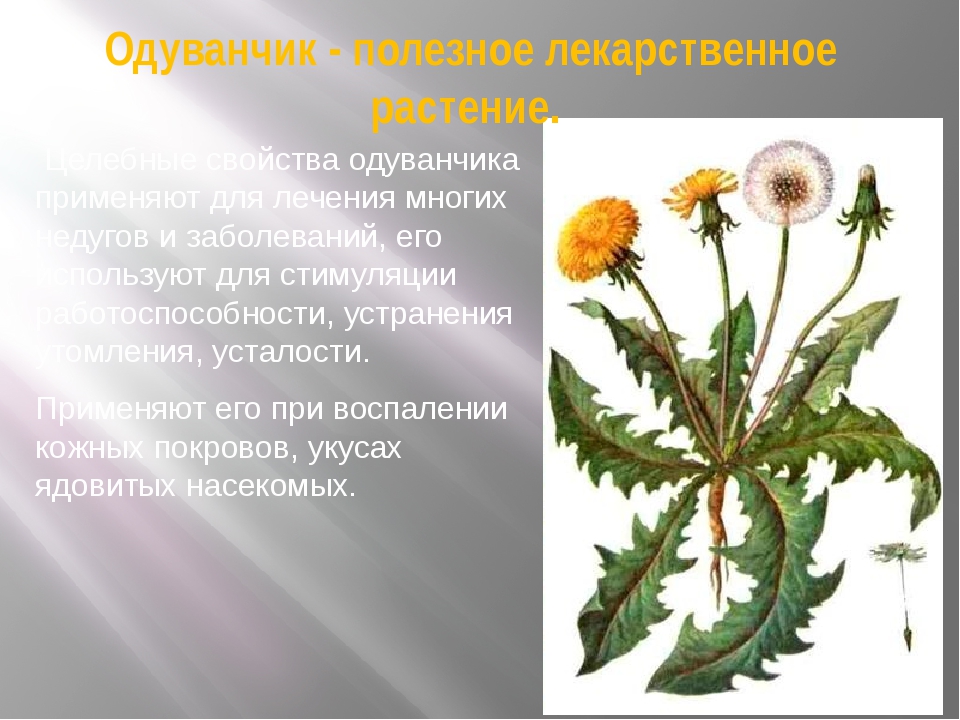 Чем полезны цветы одуванчика для организма человека. Одуванчик лекарственный стебель. Одуванчик лекарственный горькие гликозиды. Одуванчик сорное растение.