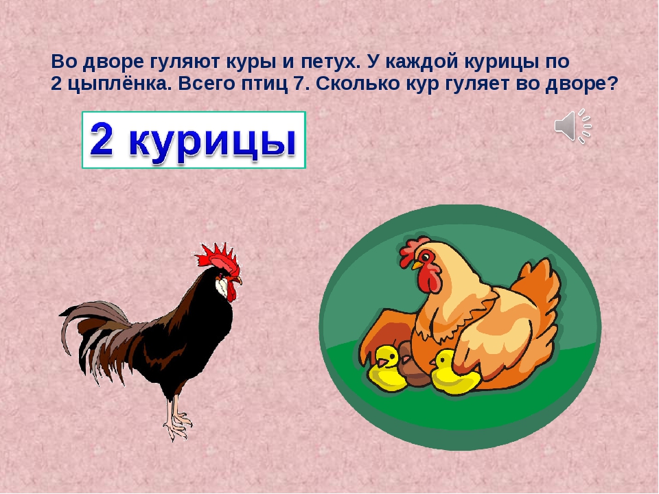 Сколько курица задачи. Задачки с курицами. Петух задания. Двор курица петух цыпленок. Курицы гуляют.