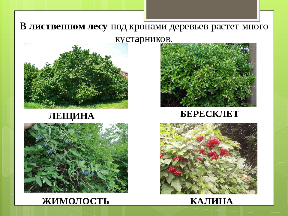 Виды кустарников фото и названия в россии