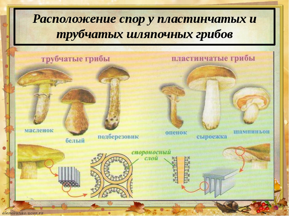 Различие пластинчатых и трубчатых грибов. Шляпочные грибы трубчатые и пластинчатые. Пластинчатые грибы и трубчатые грибы. Трубчатые грибы 2) пластинчатые грибы. Боровик трубчатый или пластинчатый.