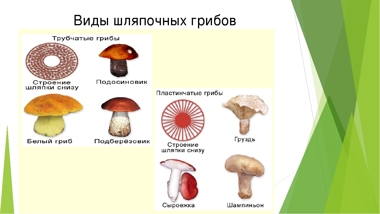 Урок биологии грибы. Шляпочные пластинчатые грибы съедобные. Трубчатые грибы строение шляпки снизу. Шляпочные грибы трубчатые и пластинчатые. Схема трубчатых грибов.