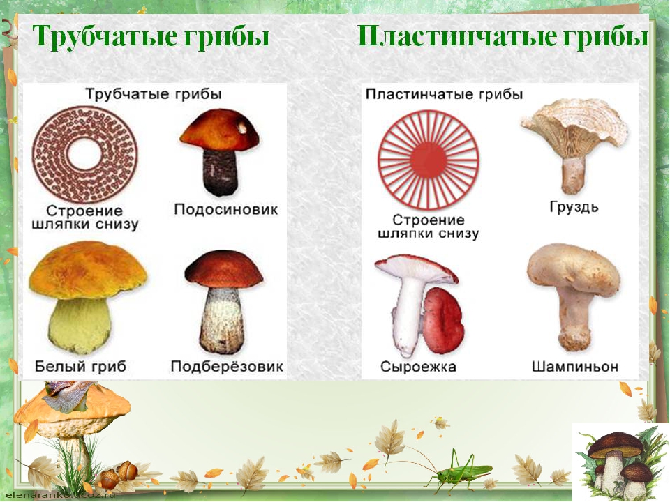 Чем трубчатые грибы отличаются от пластинчатых. Строение шляпки шляпочных грибов. Строение шляпочного гриба. Шляпочные грибы трубчатые и пластинчатые схема. Грибы строение шляпочных грибов.