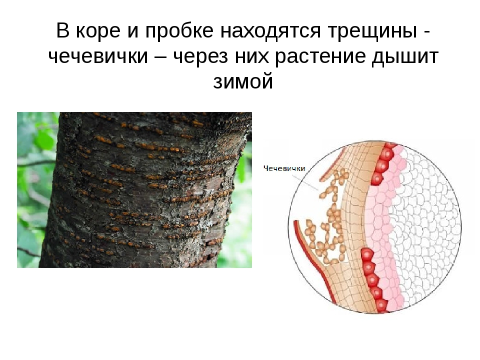 Чечевички у дерева находятся в