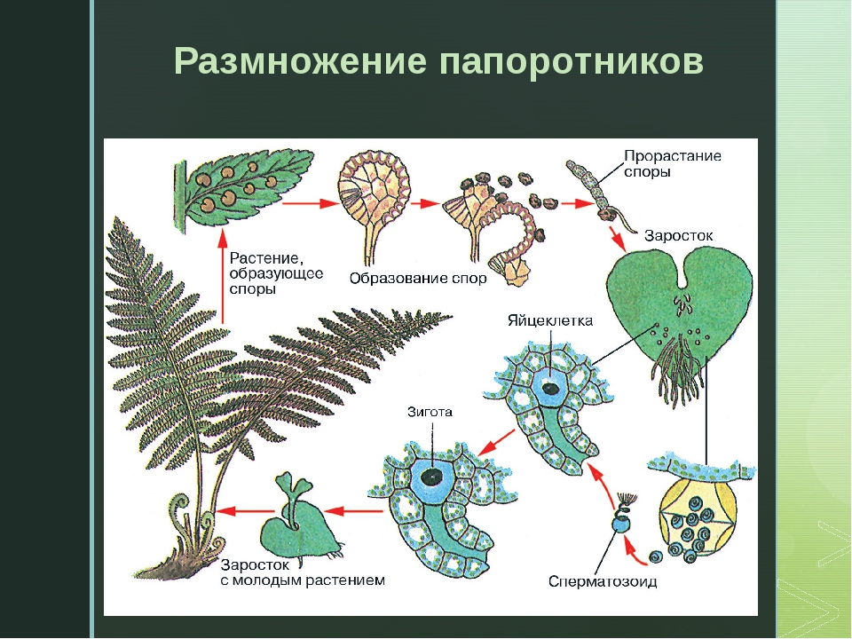 Цикл развития папоротника. Размножение и жизненный цикл папоротника. Жизненный цикл развития папоротника схема. Жизненный цикл растений папоротник. Цикл размножения папоротников схема.