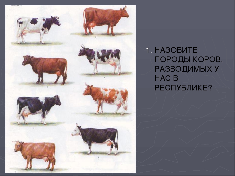 Какие породы разводят. Породы коров названия. Разнообразие пород коров. Название телят породы. Южноевропейские породы коров.