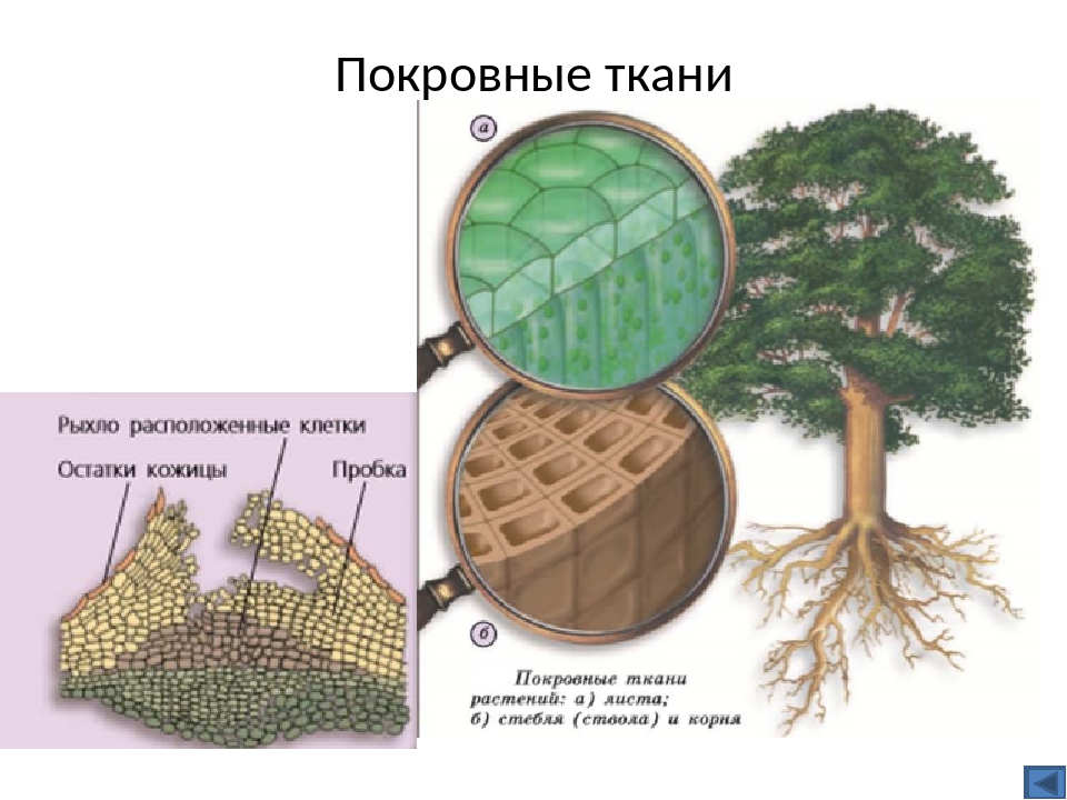 Покровная проводящая ткань. Покровная ткань растений. Покровная ткань растений 6 класс. Покровная растительная ткань. Строение покровной ткани растений.