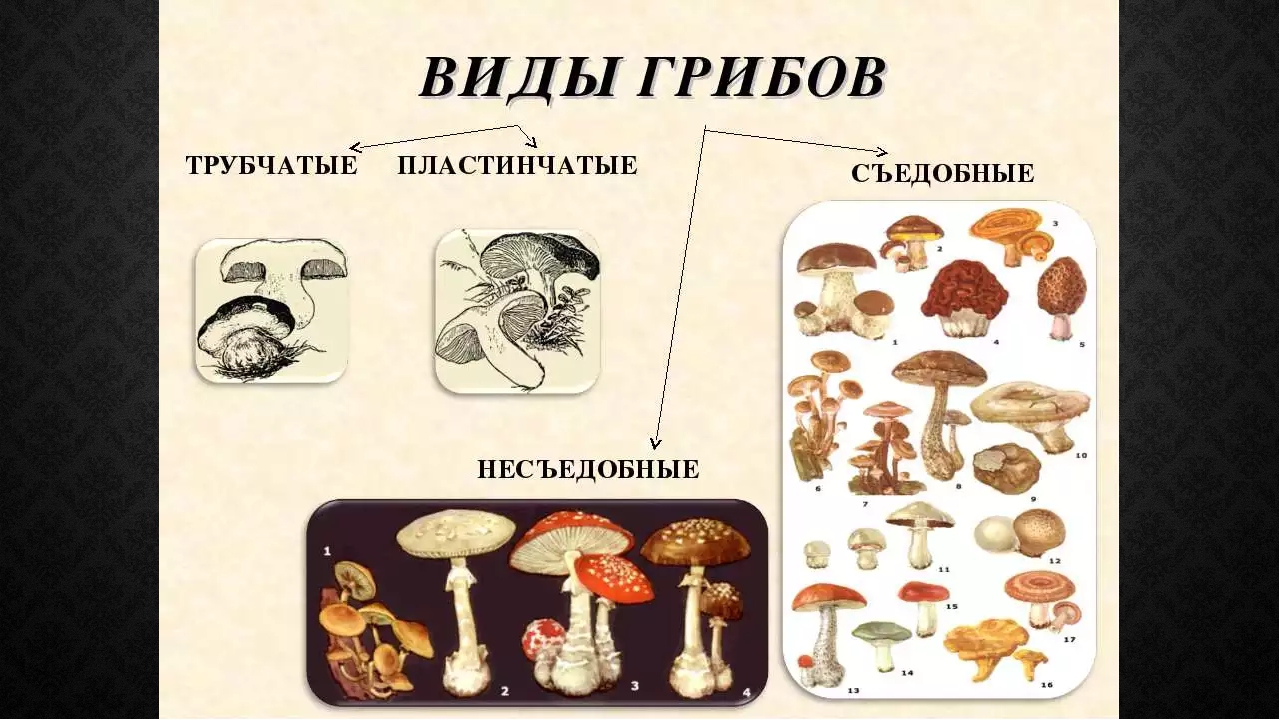 Шампиньон трубчатый или пластинчатый гриб. Как определить пластинчатые и трубчатые грибы. Трубчатые пластинчатые грибы съедобные несъедобные грибы. Пластинчатые грибы ядовитые несъедобные. Несъедобные грибы пластинчатые и трубчатые.