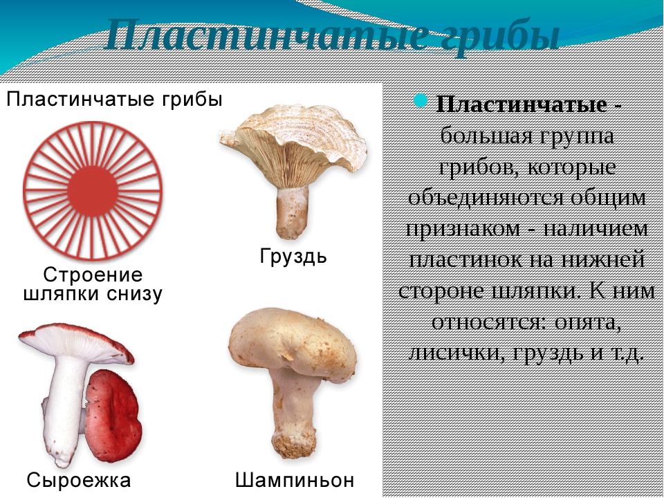 Какие грибы относятся к пластинчатым