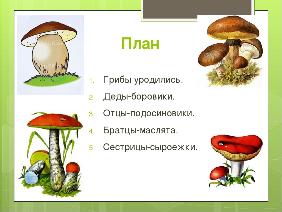 Тексты группы грибы. План гриба. Гриб рисунок информация. План по грибам. Маслёнок, подосиновик, Боровик, сыроежка:.