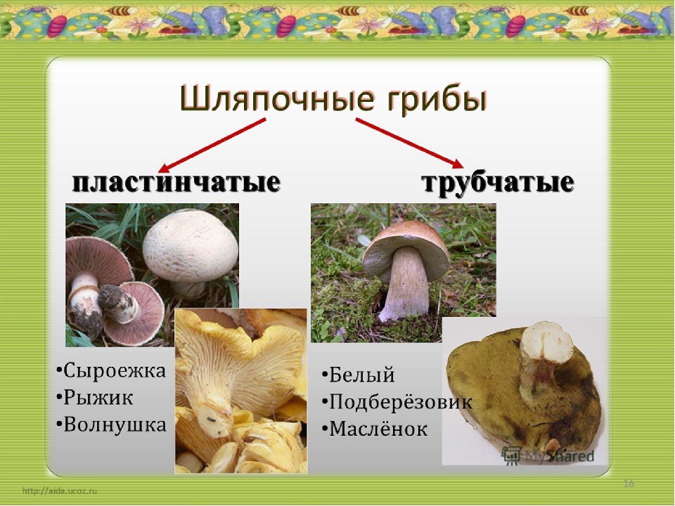 Различие пластинчатых и трубчатых грибов. Шляпочные грибы трубчатые и пластинчатые. Шляпочные трубчатые грибы Шляпочные пластинчатые грибы. Шляпочные пластинчатые грибы примеры. Шляпочный гриб шляпочный гриб.