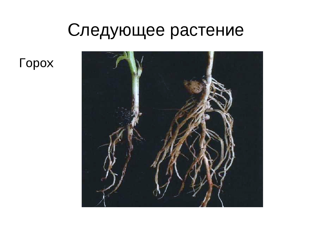 Клетка корня гороха. Корневая система гороха посевного. Строение корневой системы фасоли. Проросток фасоли придаточные корни. Строение корня гороха посевного.