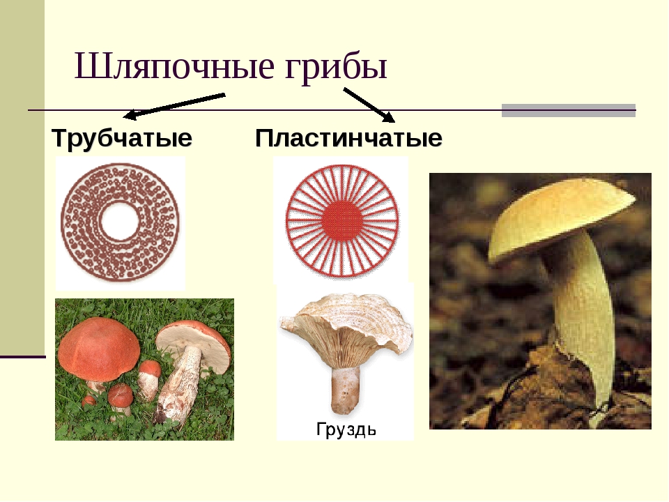 Трубчатый гриб 6