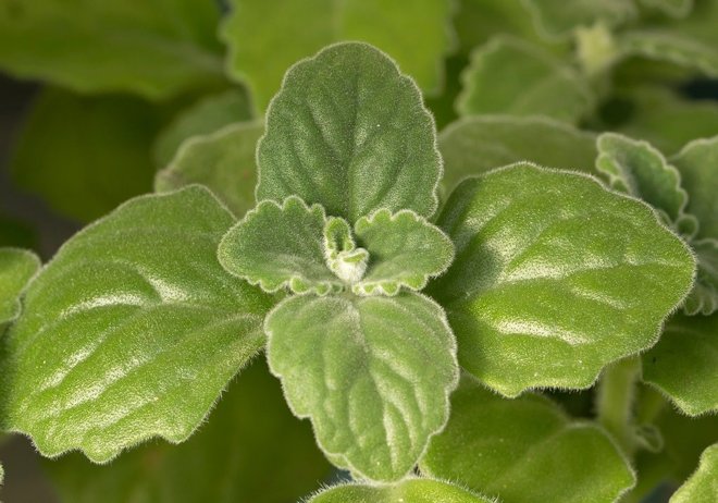 Plectranthus