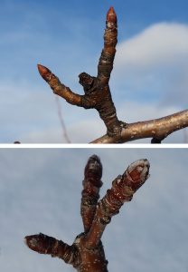 Pear and apple flower buds 