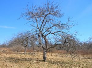 Unpruned apple tree with dense canopy