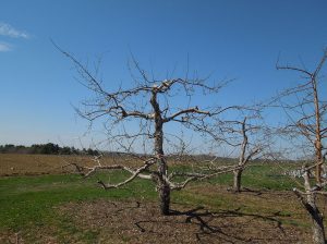 A single leader tree pruned so that several side limbs oriented horizontally