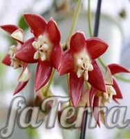 Почему не цветет хойя? Уход дома за растением Хойя величественная фото