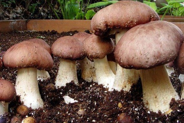 Выращивание белого гриба