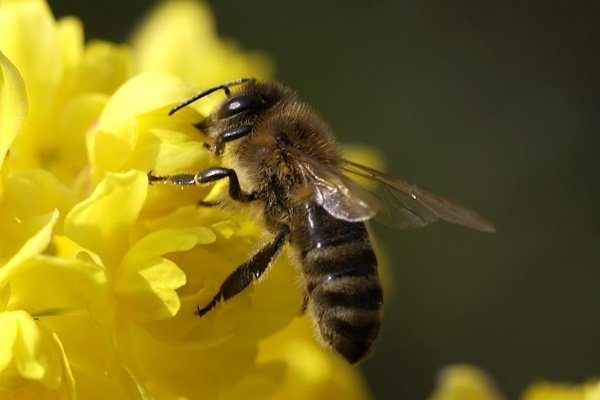 Башкирская пчела