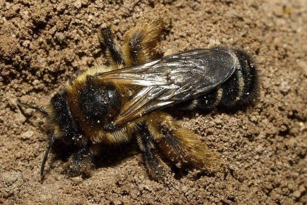 Земляные пчёлы