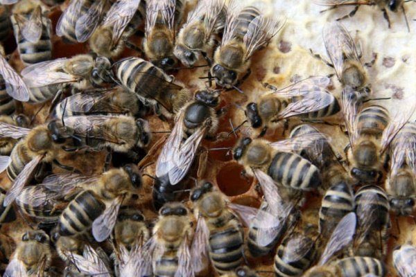 Карпатские пчёлы