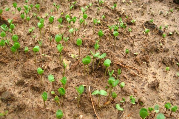 Рассада льна