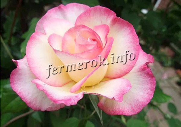 Фото плетистой розы Хендель