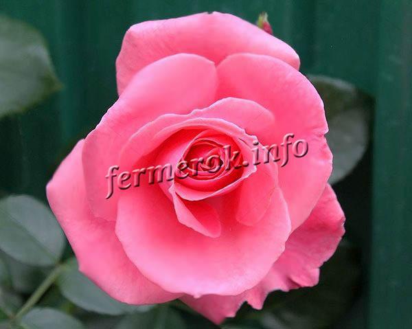 Фото плетистой розы Лавиния