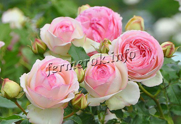 Фото плетистой розы Пьер де Ронсар