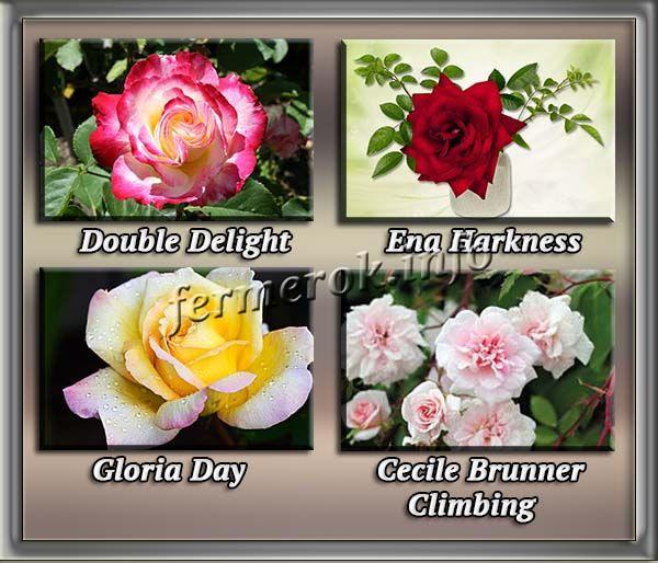 Лучшие сорта плетистых роз группы Клайминги