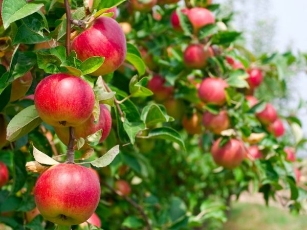 В южной полосе можно получить хороший урожай яблок