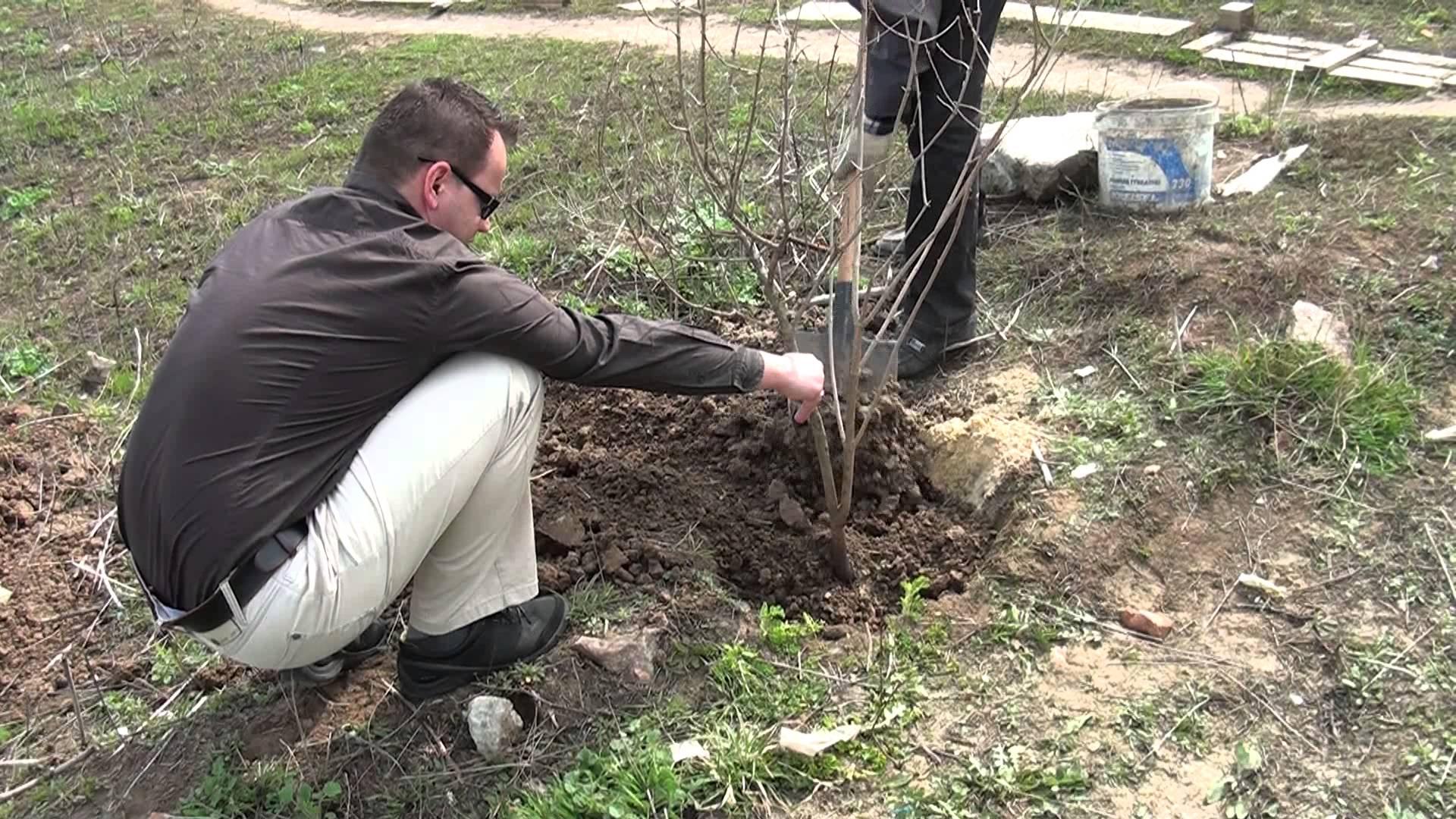 Где лучше сажать калину