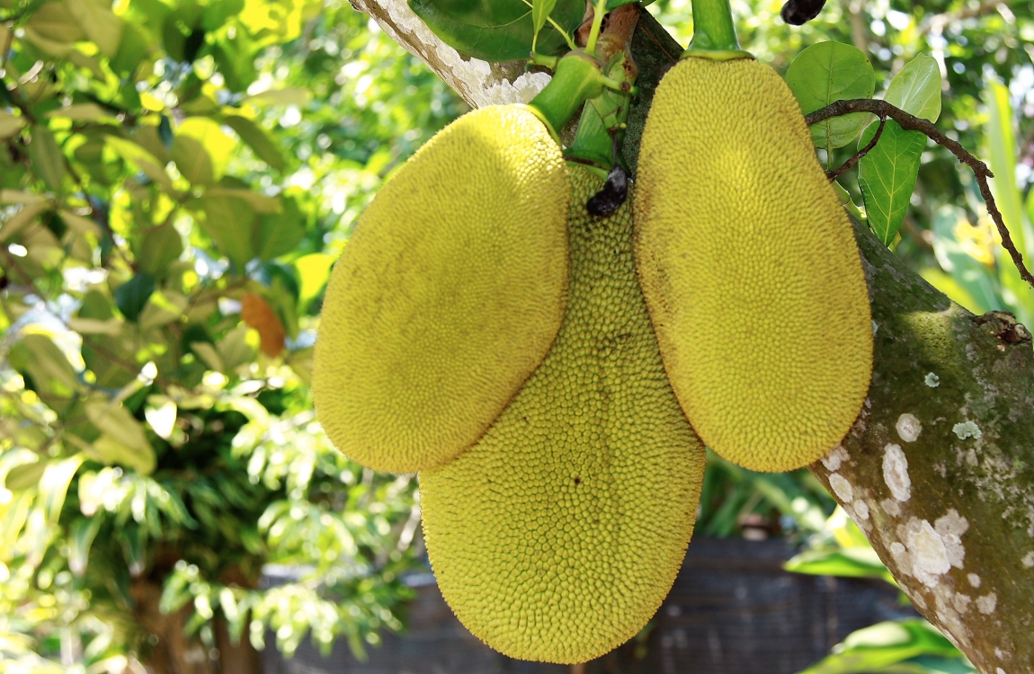 Хлебное дерево фото. Хлебное дерево (Artocarpus altilis, Breadfruit, pana). Момордика, хлебное дерево. Хлебное дерево гилеи. Океания хлебное дерево.